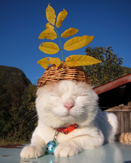 Кот с корзинкой на голове