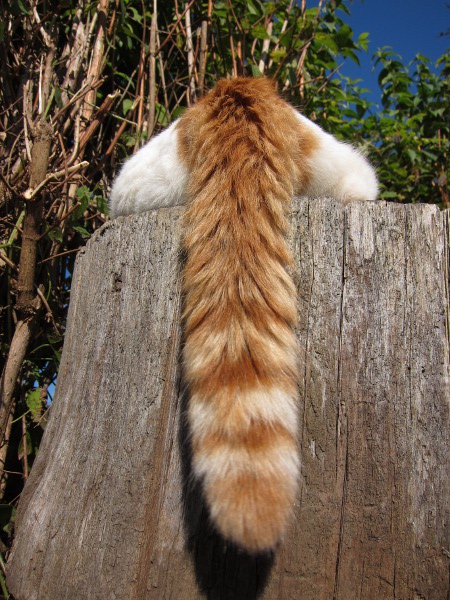 Странный толстый кот фото 2