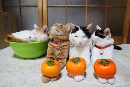 Блог буддийских котов