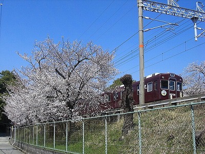仁川　ヘッドマーク車両 2011.4.6.
