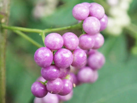 みずみずしい紫色の珠