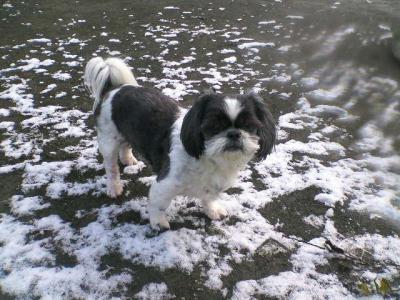 雪散歩するシーズー犬