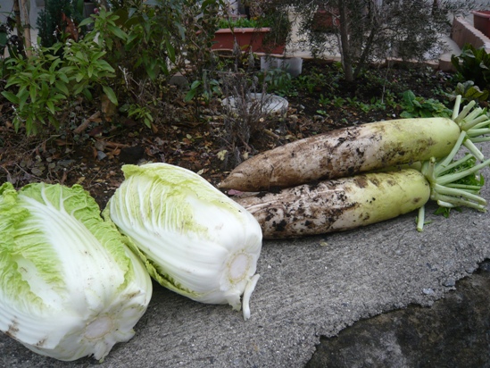 白菜と大根