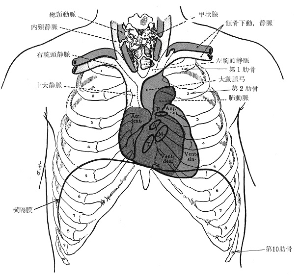 心臓の解剖学① ～前面・心底・下面の位置と動静脈分岐～ +医療従事者と患者の広場+ ～看護師や作業/理学療法士etcの国家試験/解答速報