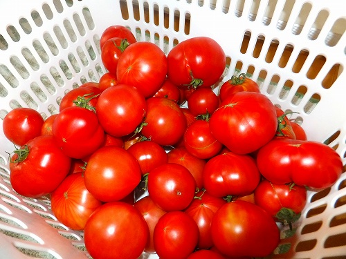 現役男性保育士あきらのひとりごとブログ トマトたくさん頂いちゃいました！