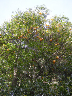 樹齢ン十年の柚子の木の手入れを考えてみた 134 Garden