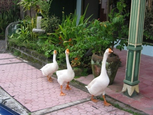 ducks2.jpg
