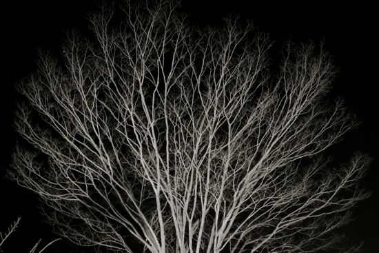 白く光る木