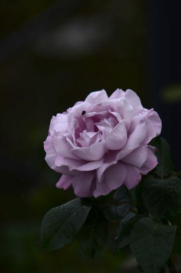 イギリス館の薔薇3