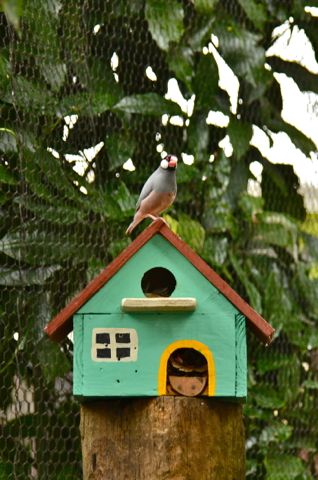 鳥と鳥小屋