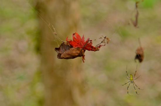 蜘蛛と紅葉
