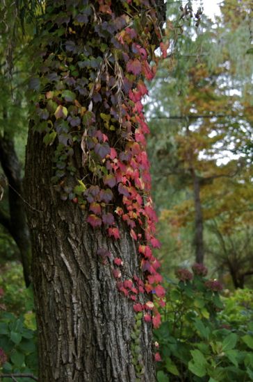 河口湖の木に巻き付いた紅葉