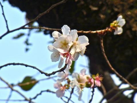 小石川後楽園の桜2