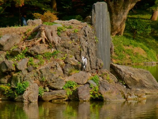 小石川後楽園の鷺