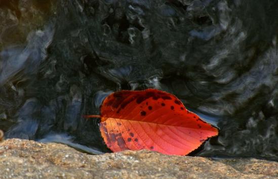 小石川後楽園の池に浮かぶ赤い葉っぱ