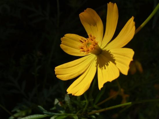 ひっそり咲く黄色の花