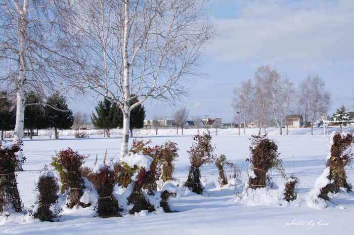 冬の公園２