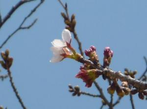 2011桜①