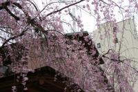 聖オルバン教会の桜
