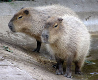 200px-Bristol.zoo.capybara.arp.jpg