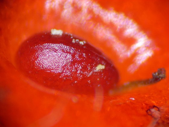 イチゴの種の拡大