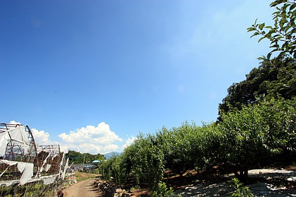 甲府盆地の桃畑