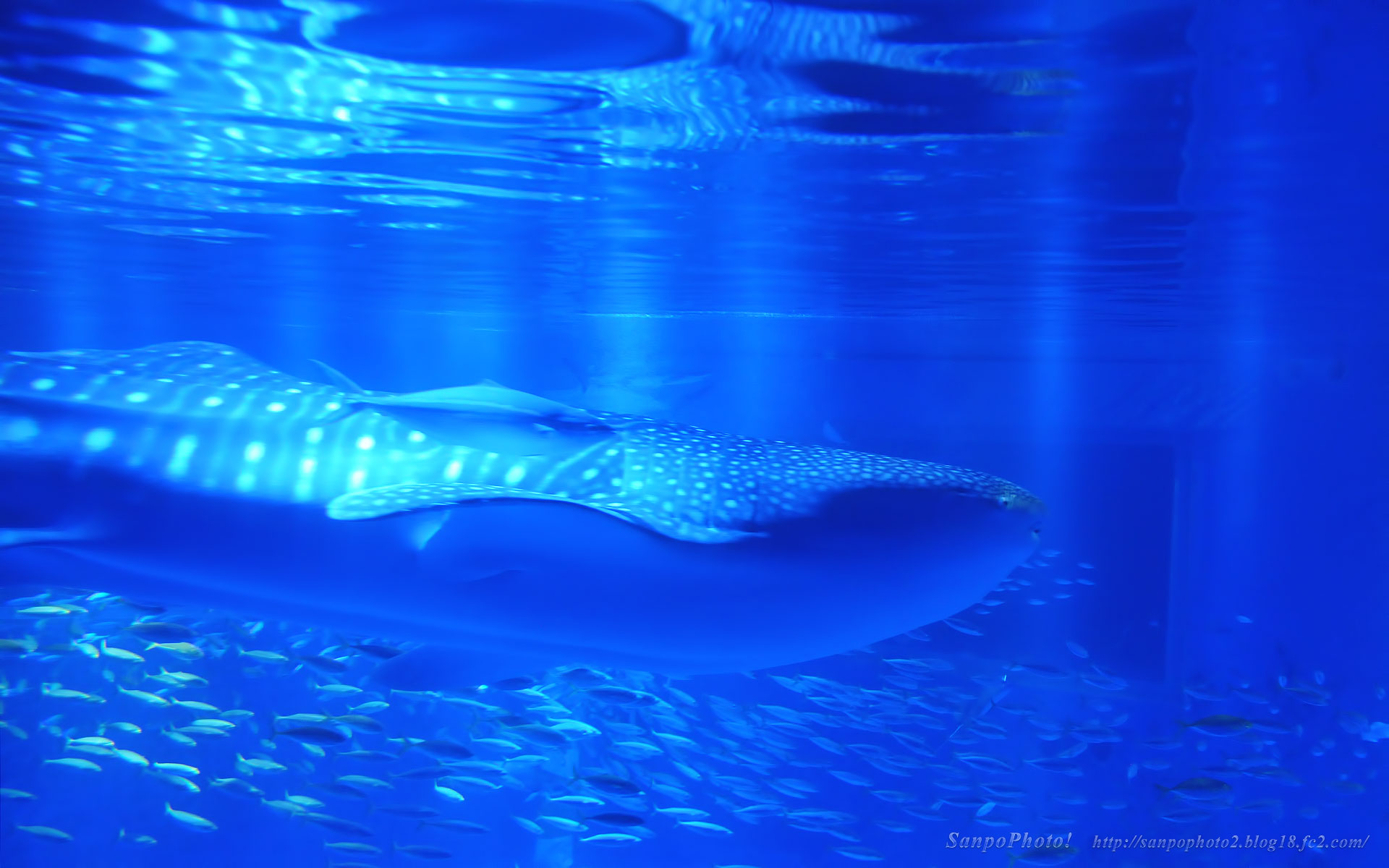 さんぽふぉと Sanpophoto 無料壁紙 青の世界 ジンベイザメ