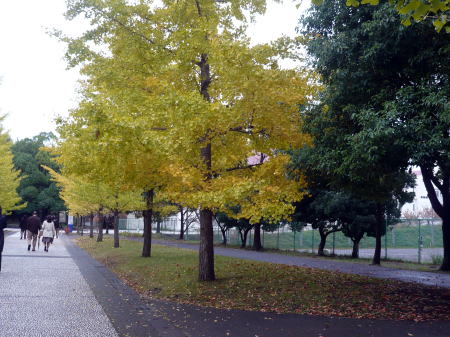 街路樹の銀杏並木