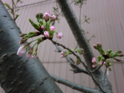 大島桜のつぼみです！