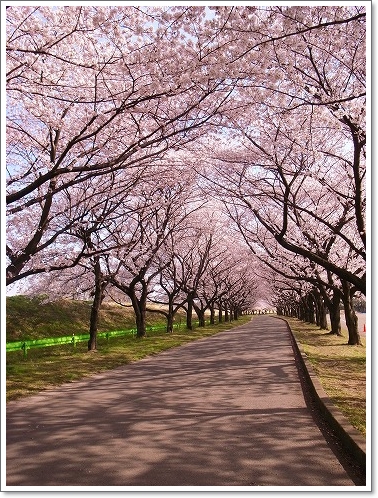2012-04-10 川越水上公園桜 039