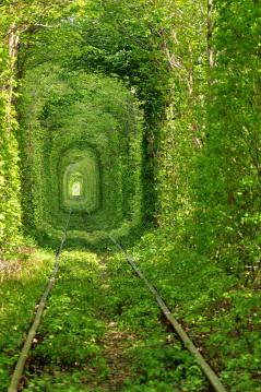 Beautiful-Train-Tree-Tunnel-1.jpg