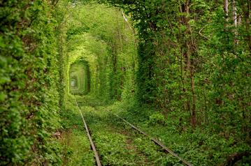 Beautiful-Train-Tree-Tunnel.jpg