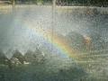 噴水にかかる虹