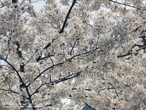 自由が丘の桜の写真3